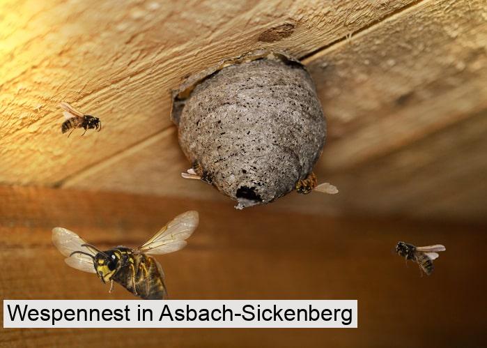 Wespennest in Asbach-Sickenberg